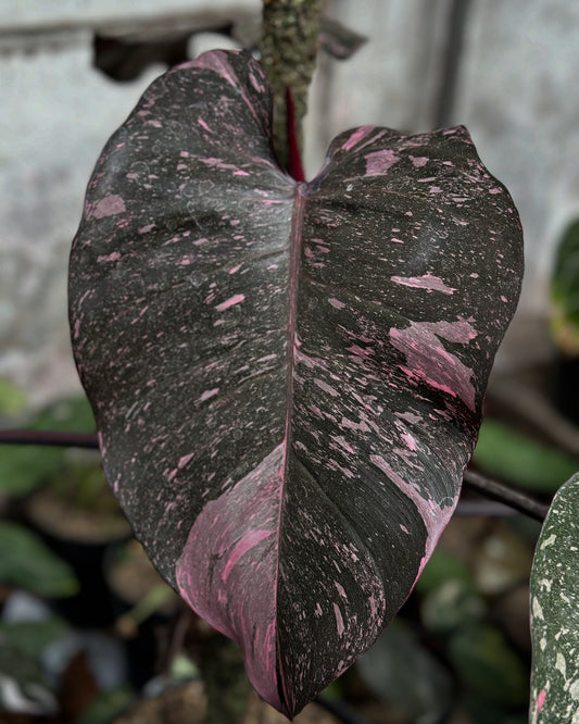 philodendron pink princess black cherry, how to import plants from indonesia, how to import plants to germany from indonesia