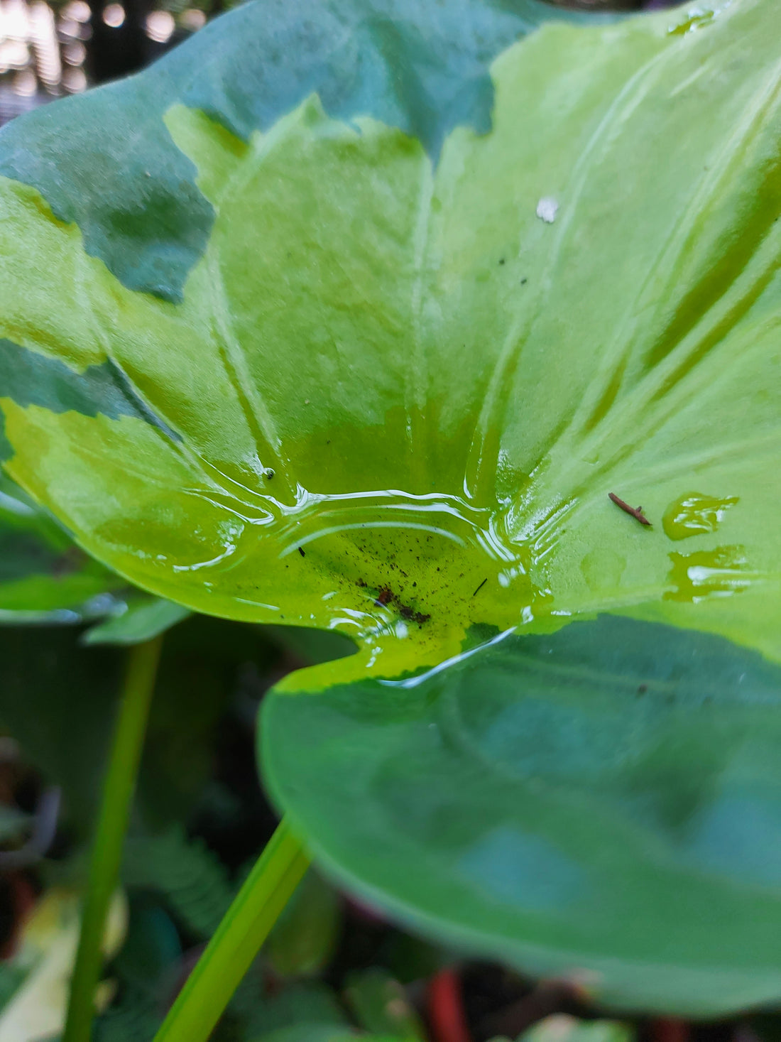 how to acclimate imported plants from indonesia