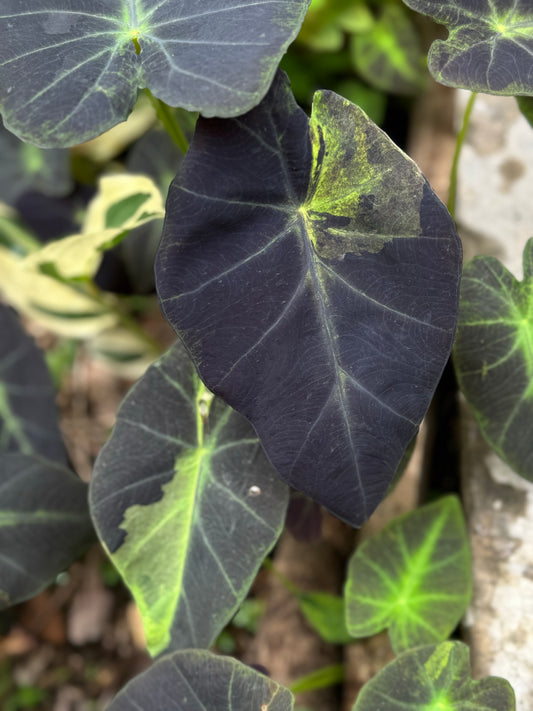 alocasia infernalis, alocasia variegated, alocasia black leaves with yellow variegation