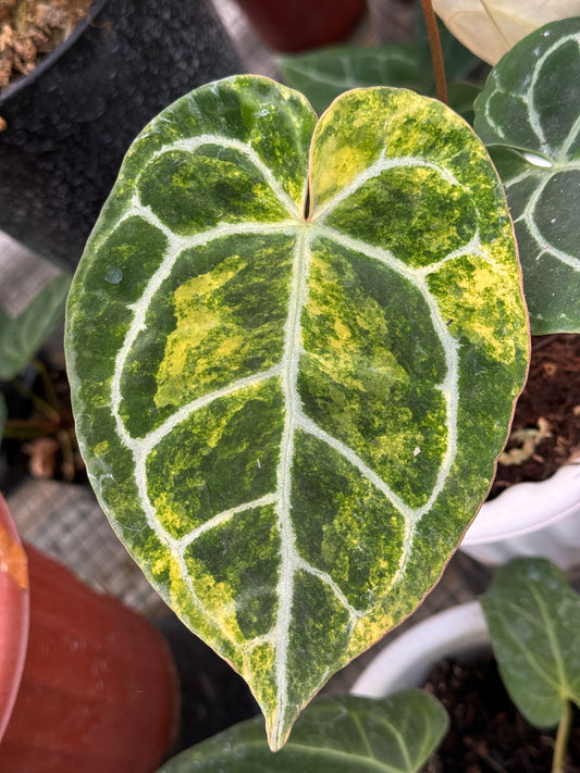 anthurium crystallinum variegated, common problems in tropical plants