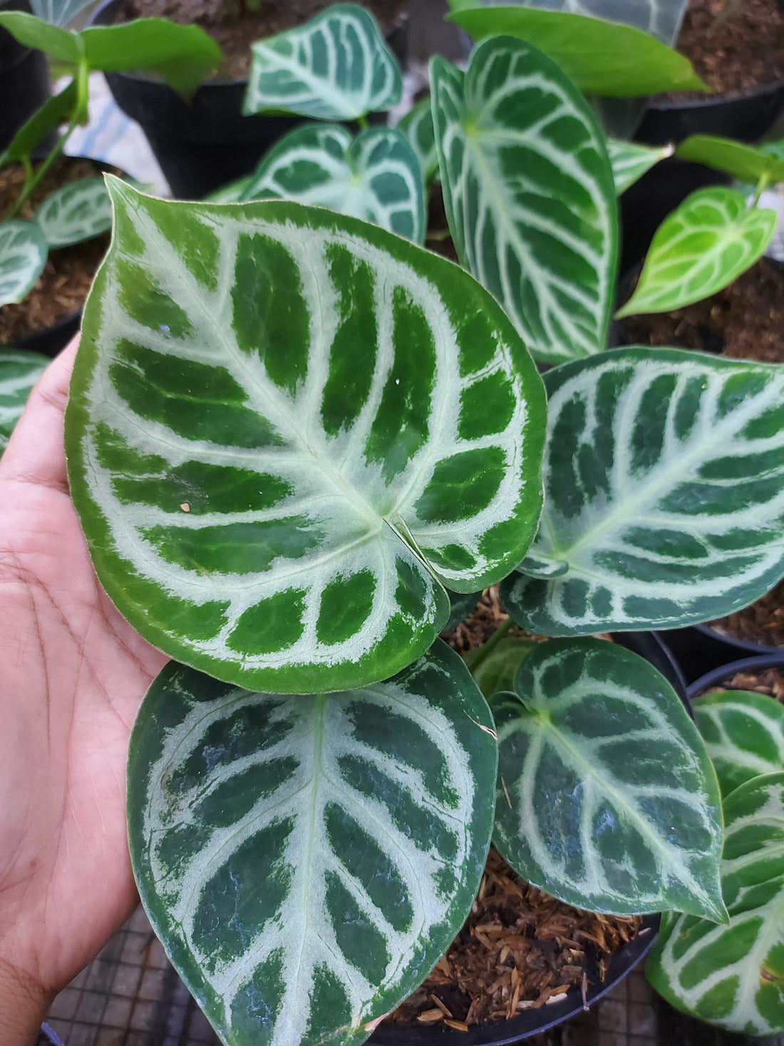 anthurium dorayaki silver, buy plants online from indonesia