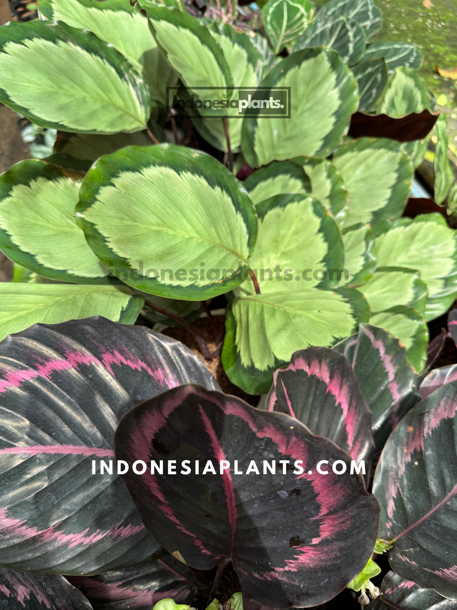 Calathea plants with vibrant, patterned leaves in shades of green, purple, and cream, adding texture and elegance to indoor spaces.