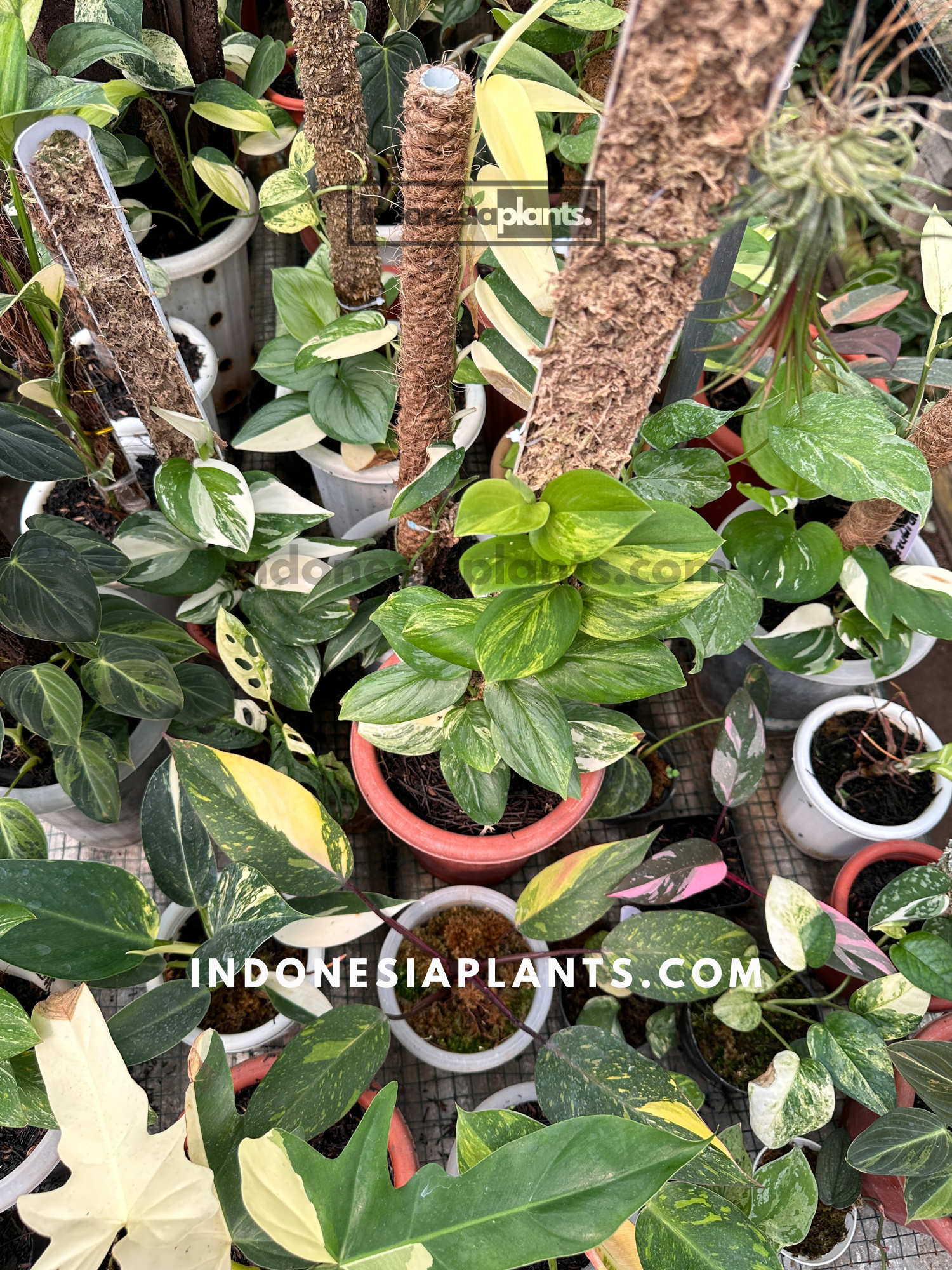 Variety of live plants displayed, including tropical and indoor greenery, perfect for personal use or gifting, only on Indonesiaplants.com