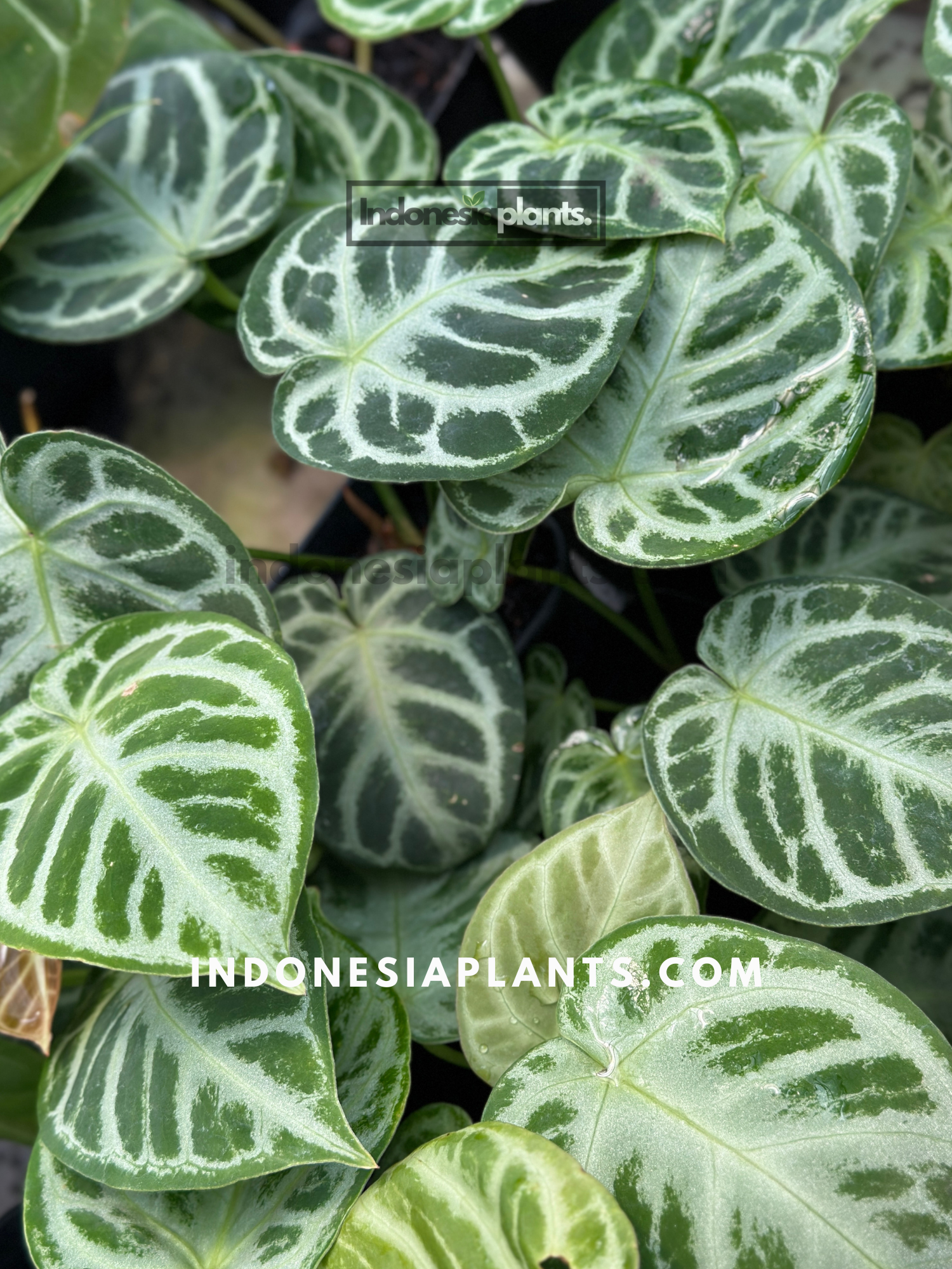 Anthurium plant with striking white-striped spathes and lush green foliage, adding a unique and elegant touch to any indoor space.