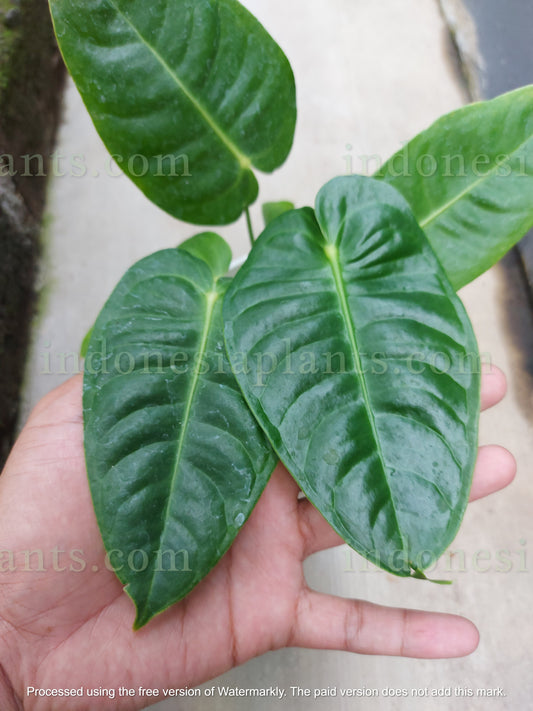 Anthurium Veitchii