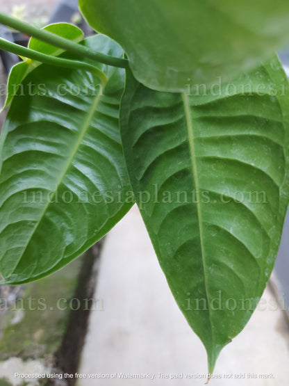 Anthurium Veitchii