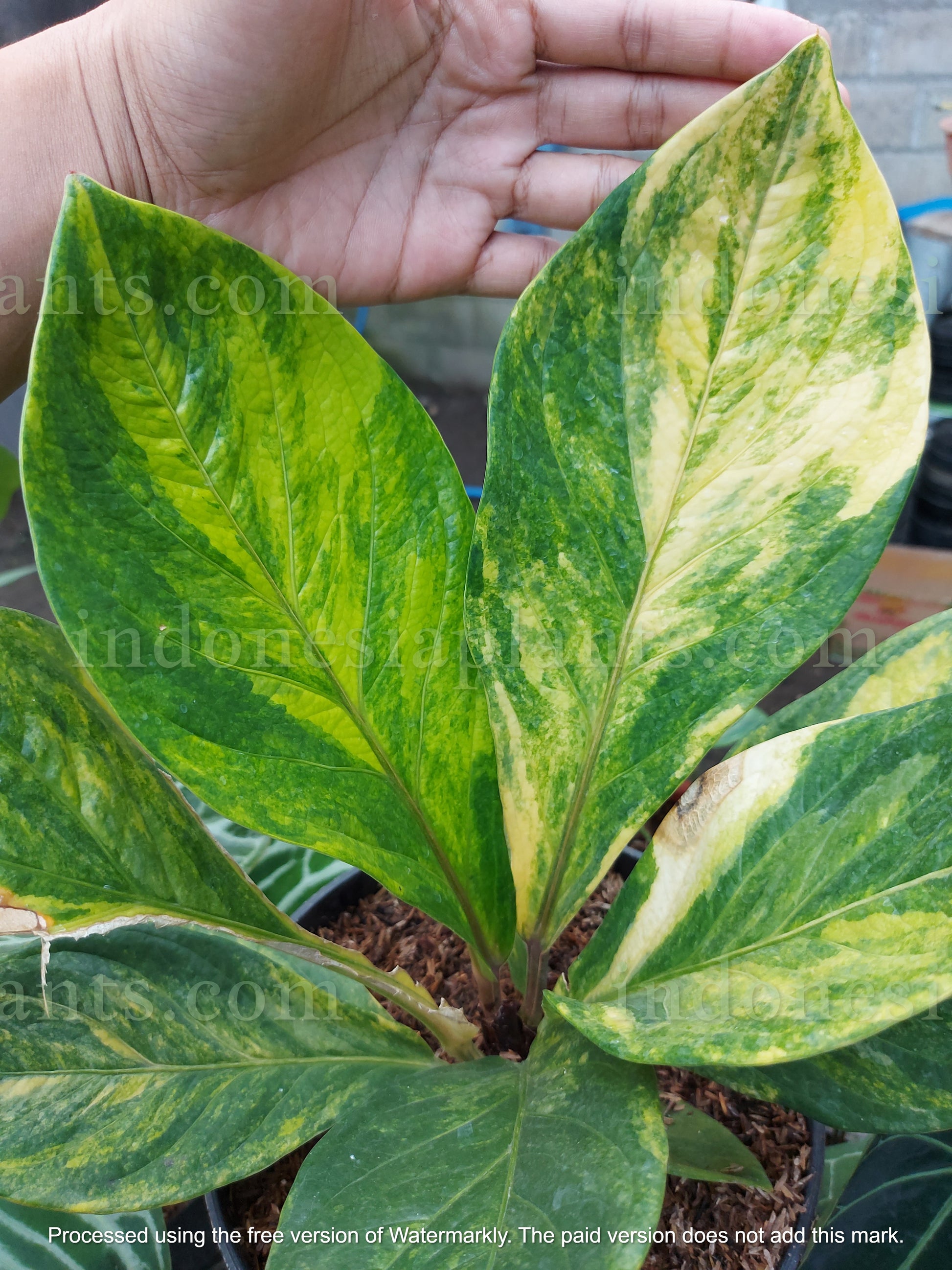 Anthurium Jenmanii Yellow Variegated Size Large