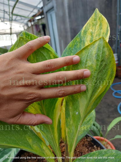 Anthurium Jenmanii Yellow Variegated Size Large