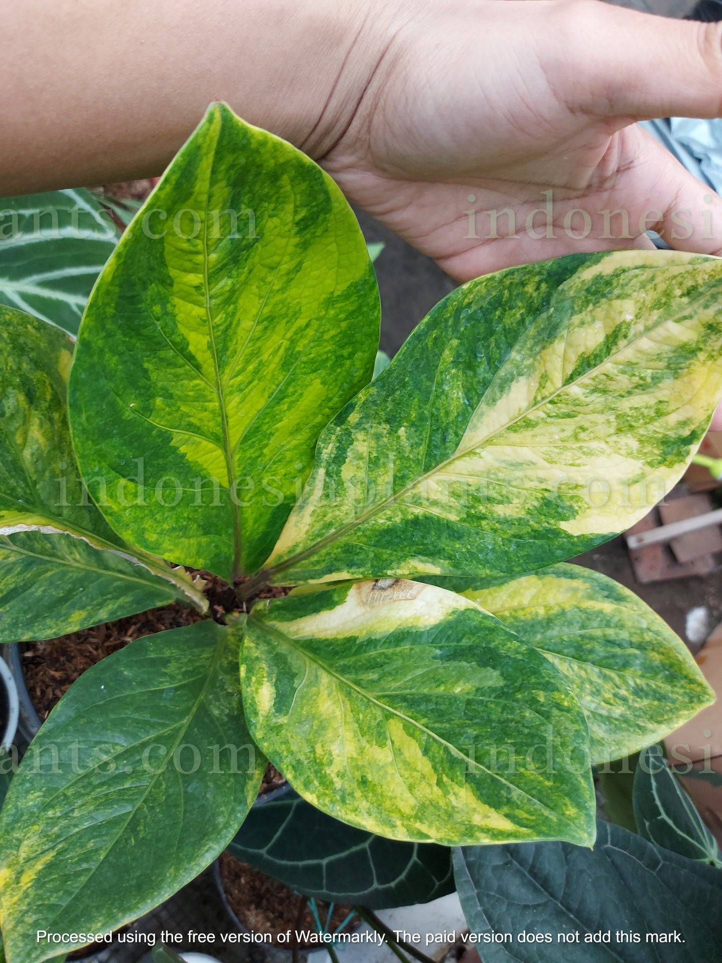 Anthurium Jenmanii Yellow Variegated Size Large