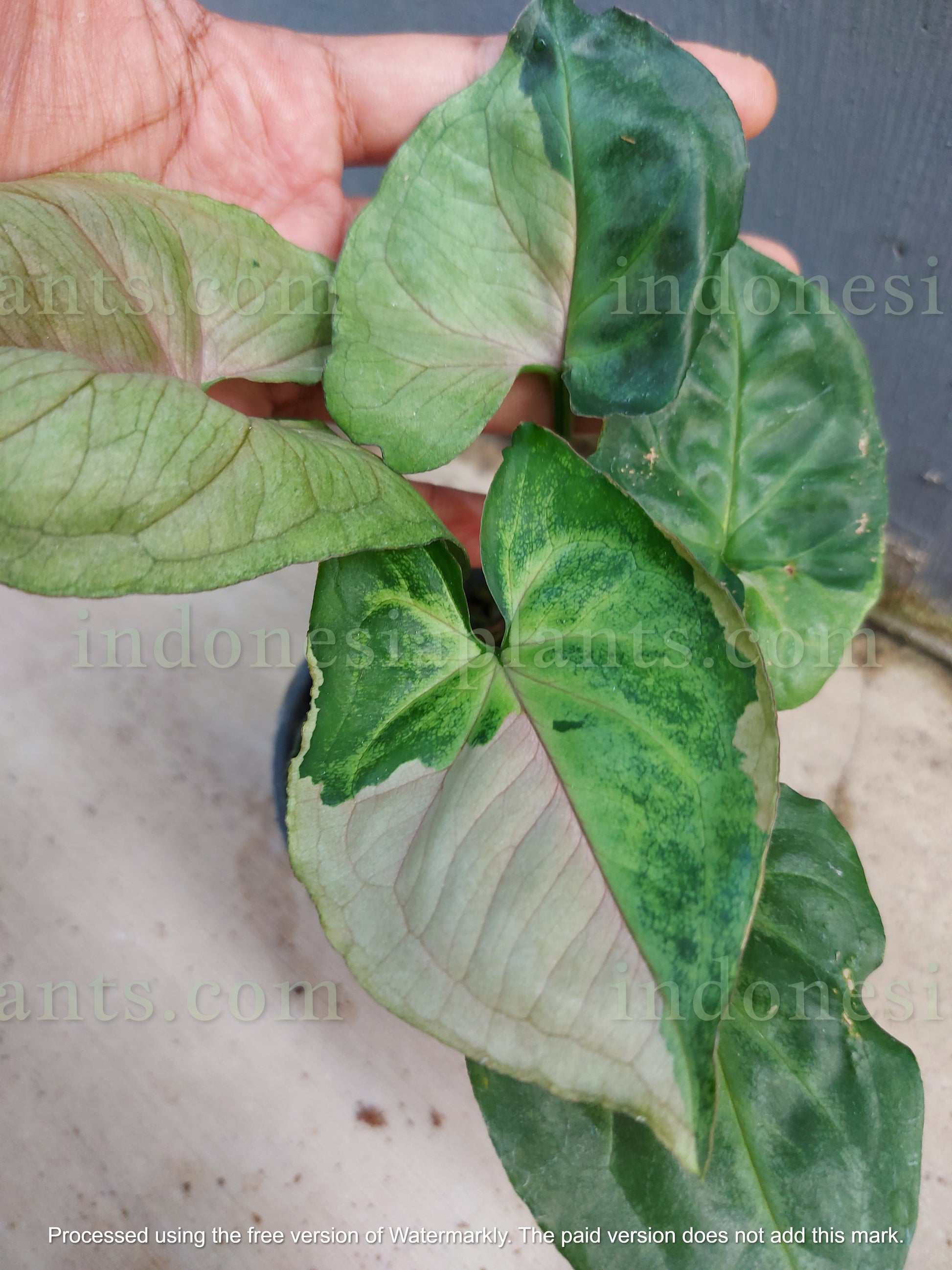 in genera, people only notice the syngonium t24. this syngonium t24 round form have smaller size of leaves and dimensions is also smaller. it takes longer time for them to grow big in leaves size. on top of all that, syngonium t24 round form have almost 100% of variegated leaves.