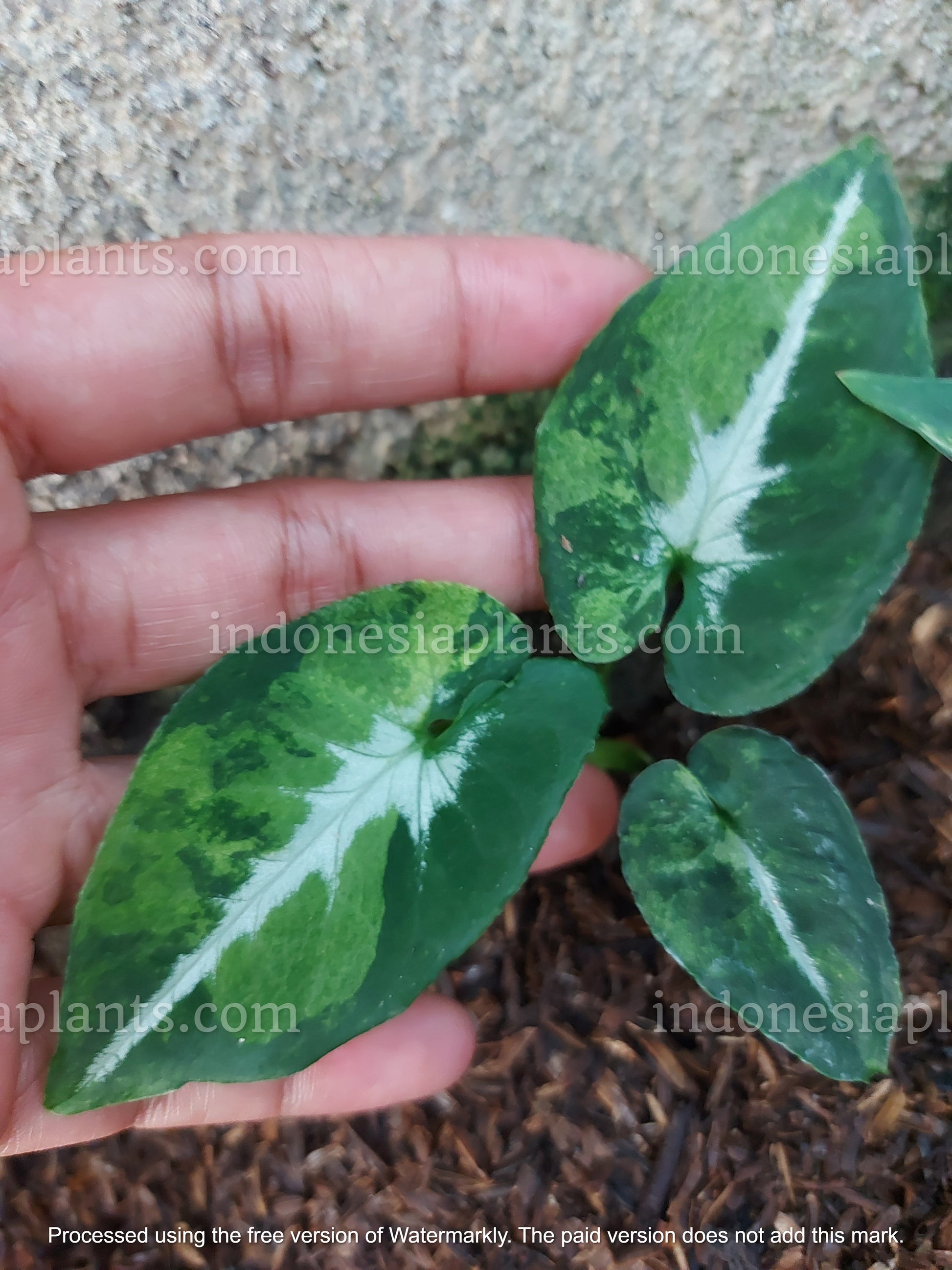 syngonium scrambled eggs is the variegated plant version of syngonium wendlandii. syngonium scrambled eggs have yellow color or known as variegated leaves.