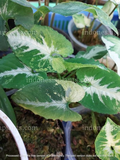 syngonium scrambled eggs is the variegated plant version of syngonium wendlandii. syngonium scrambled eggs have yellow color or known as variegated leaves.