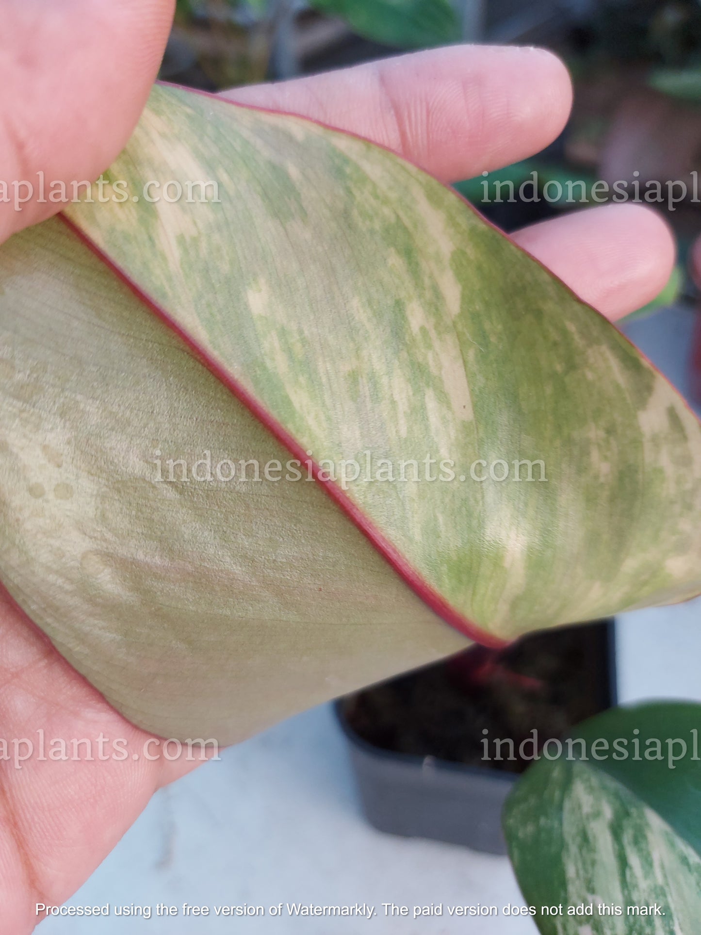 Philodendron Strawberry Shake
