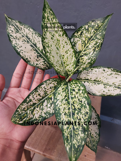 Aglaonema Snow White