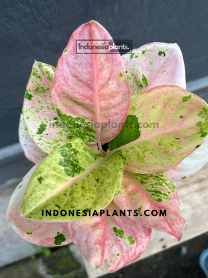 Aglaonema Pink Emerald