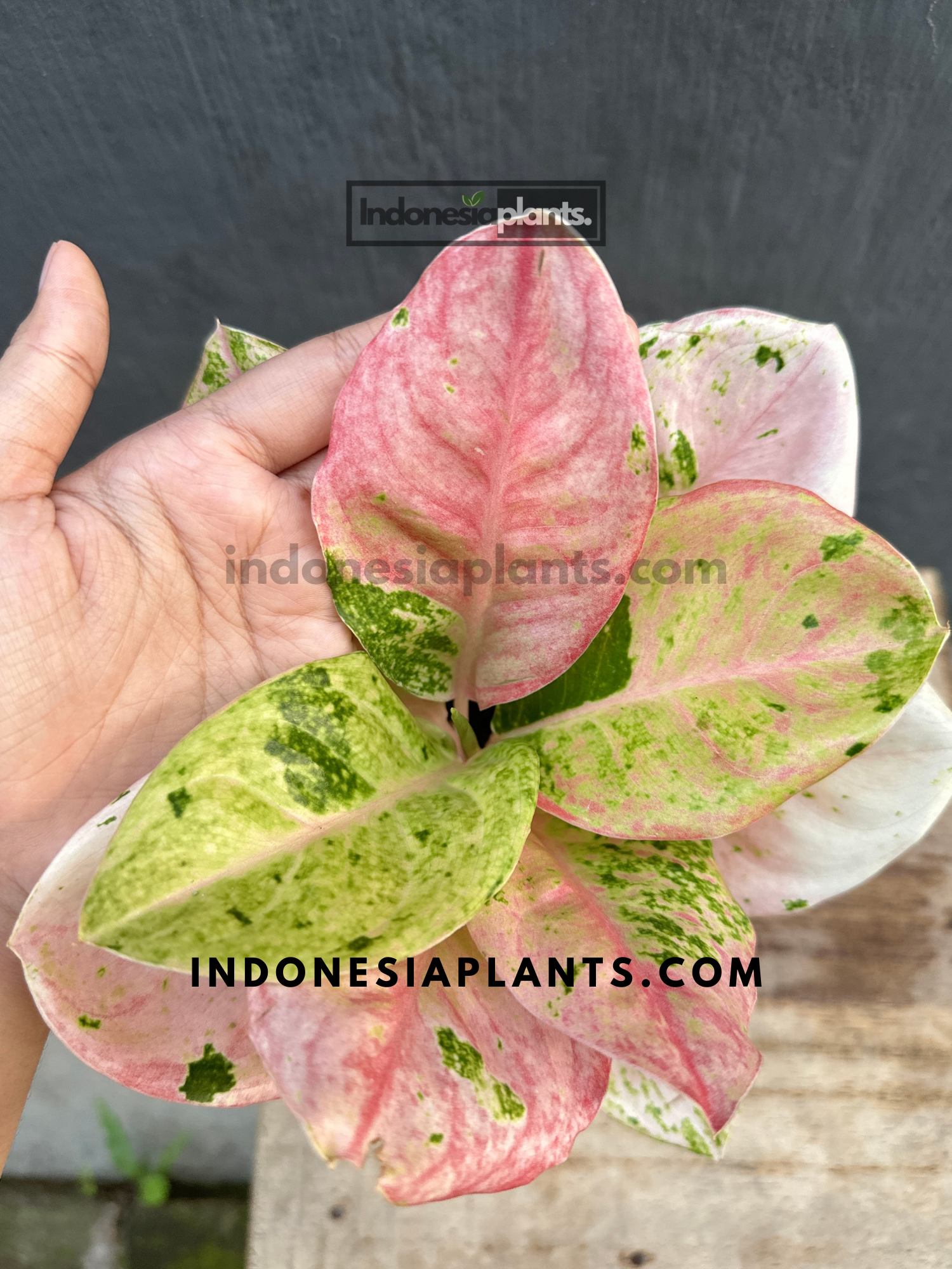 Aglaonema Pink Emerald