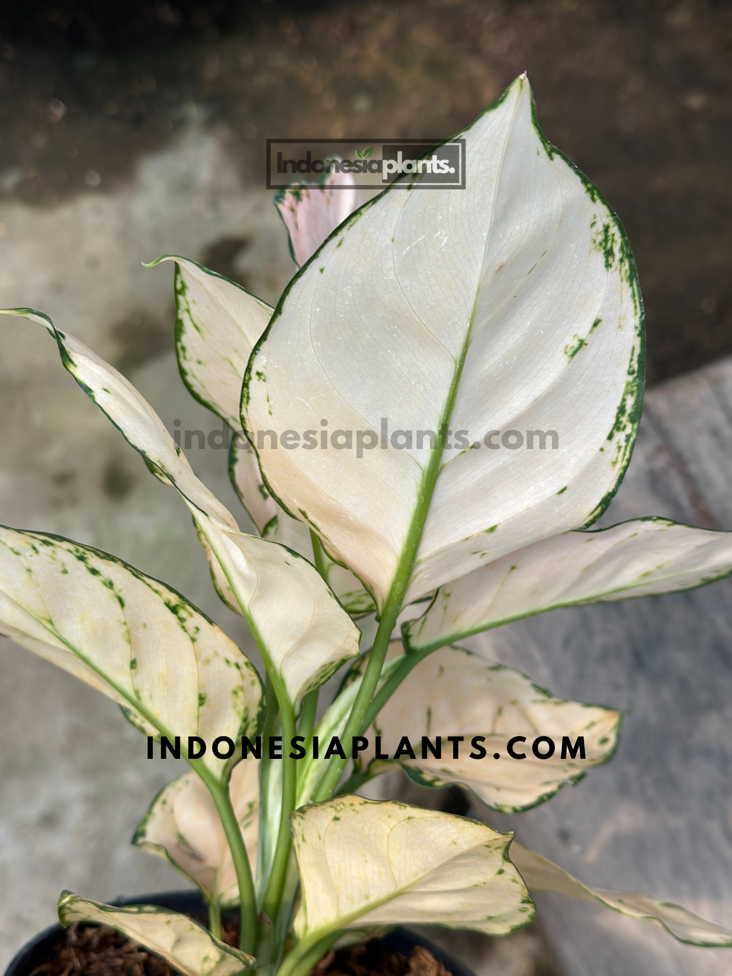 Aglaonema Pink Sofia