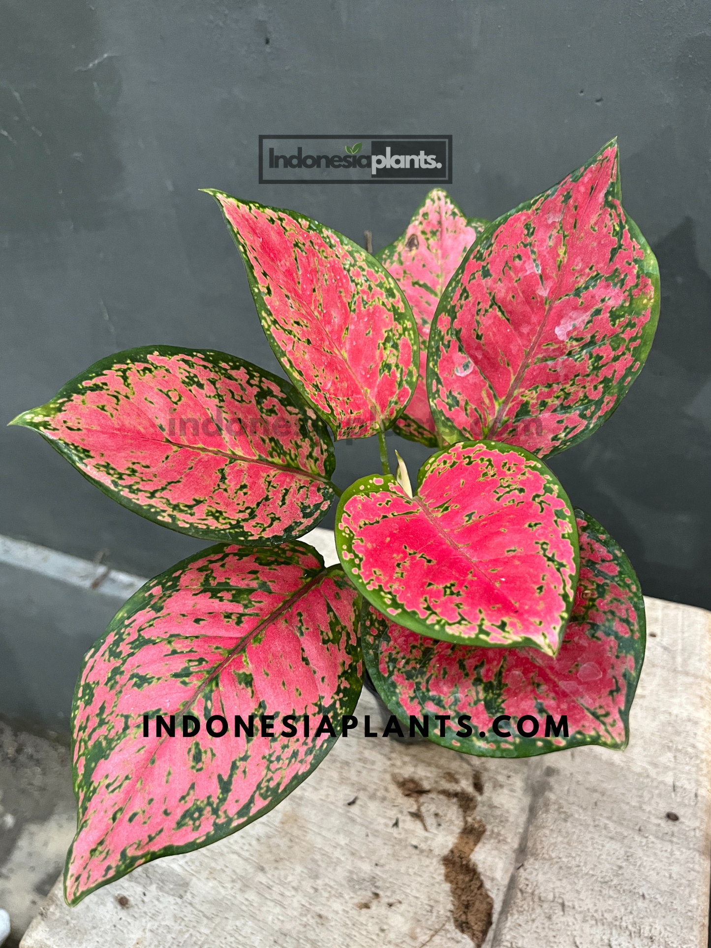 Aglaonema Red Anyamanee