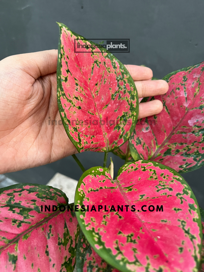 Aglaonema Red Anyamanee