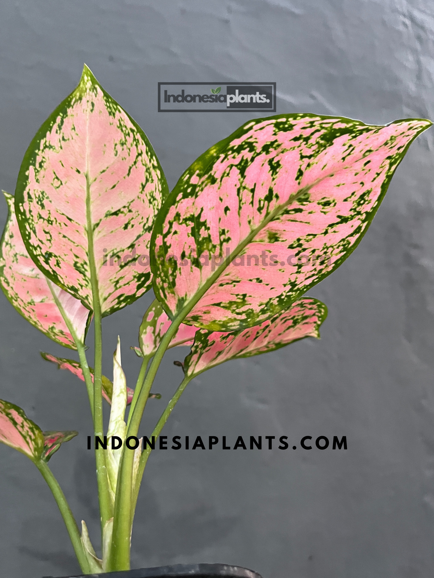 Aglaonema Red Anyamanee