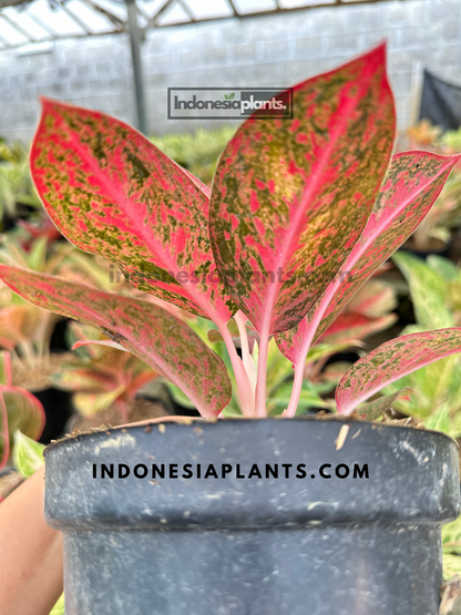 Aglaonema Red Stardust