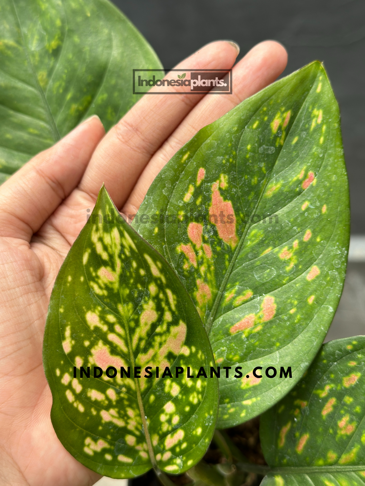 Aglaonema Ruby Chiang Mai