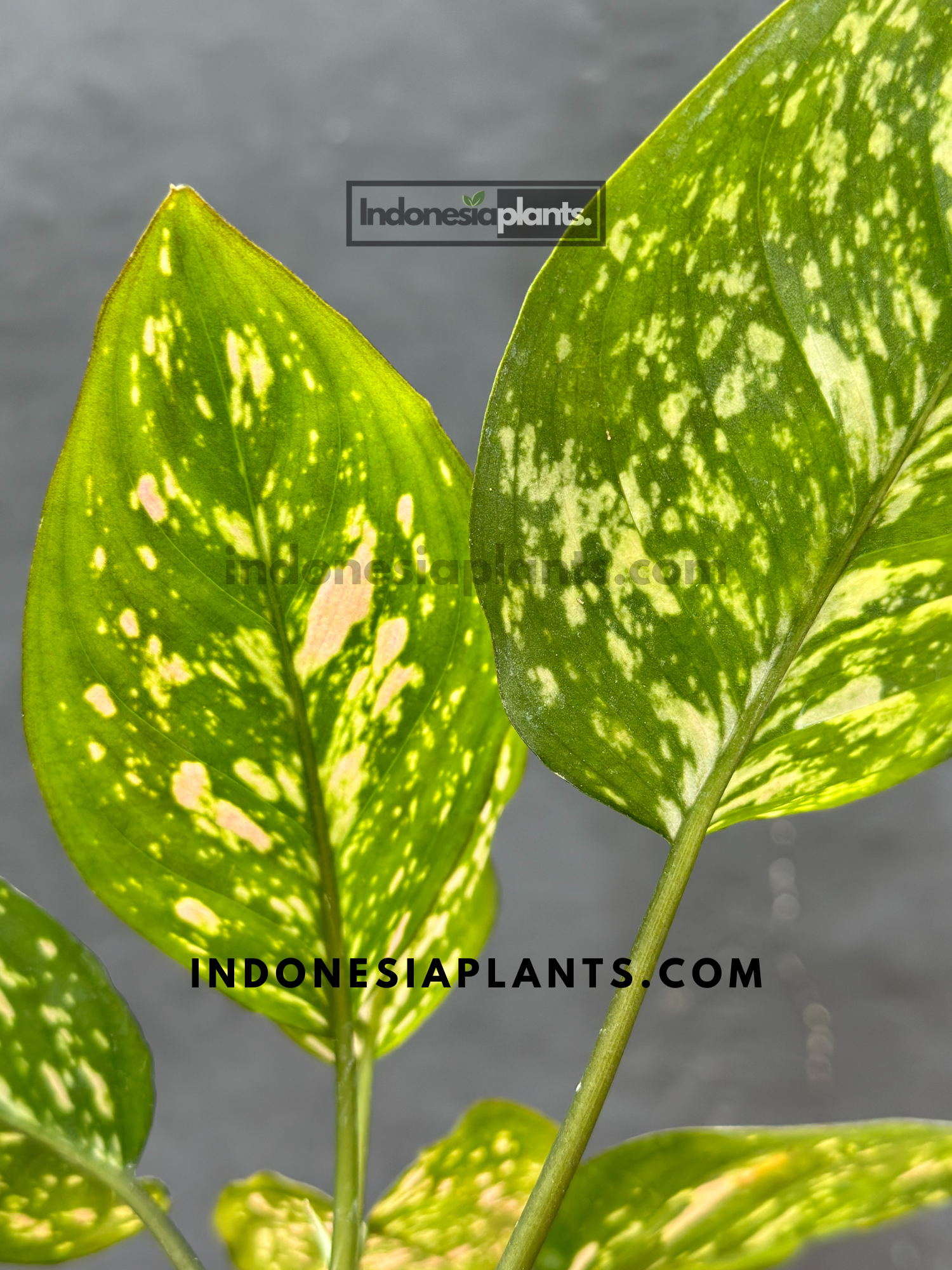 Aglaonema Ruby Chiang Mai