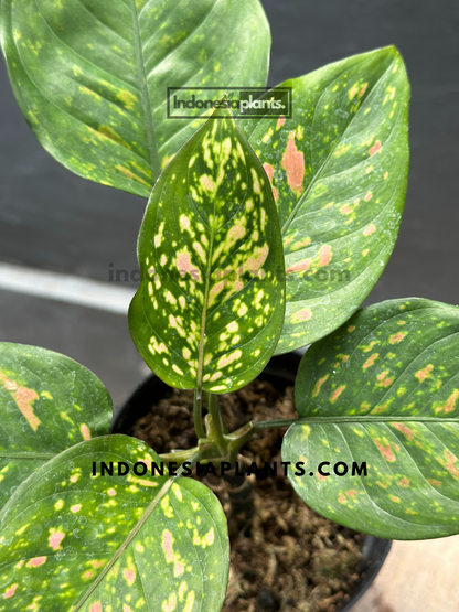 Aglaonema Ruby Chiang Mai