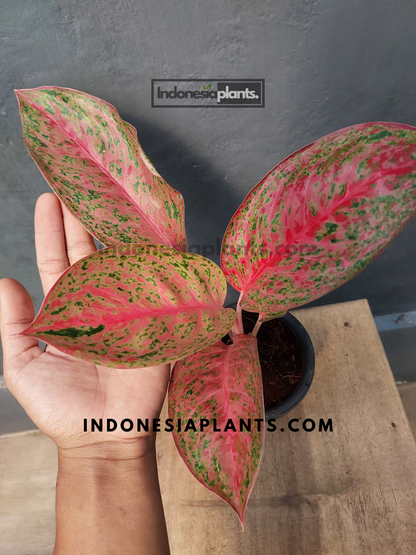 Aglaonema Sexylia