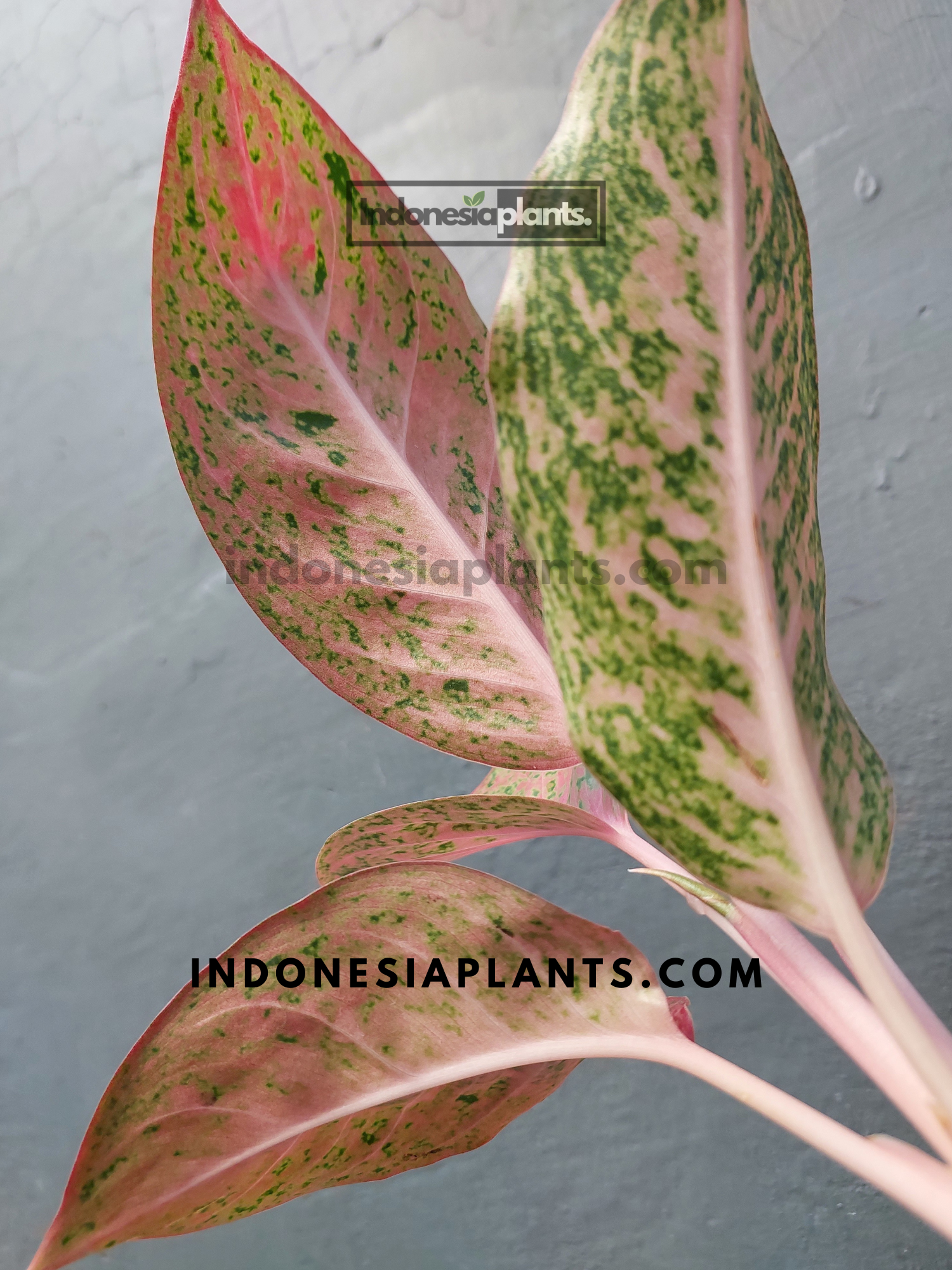 Aglaonema Sexylia