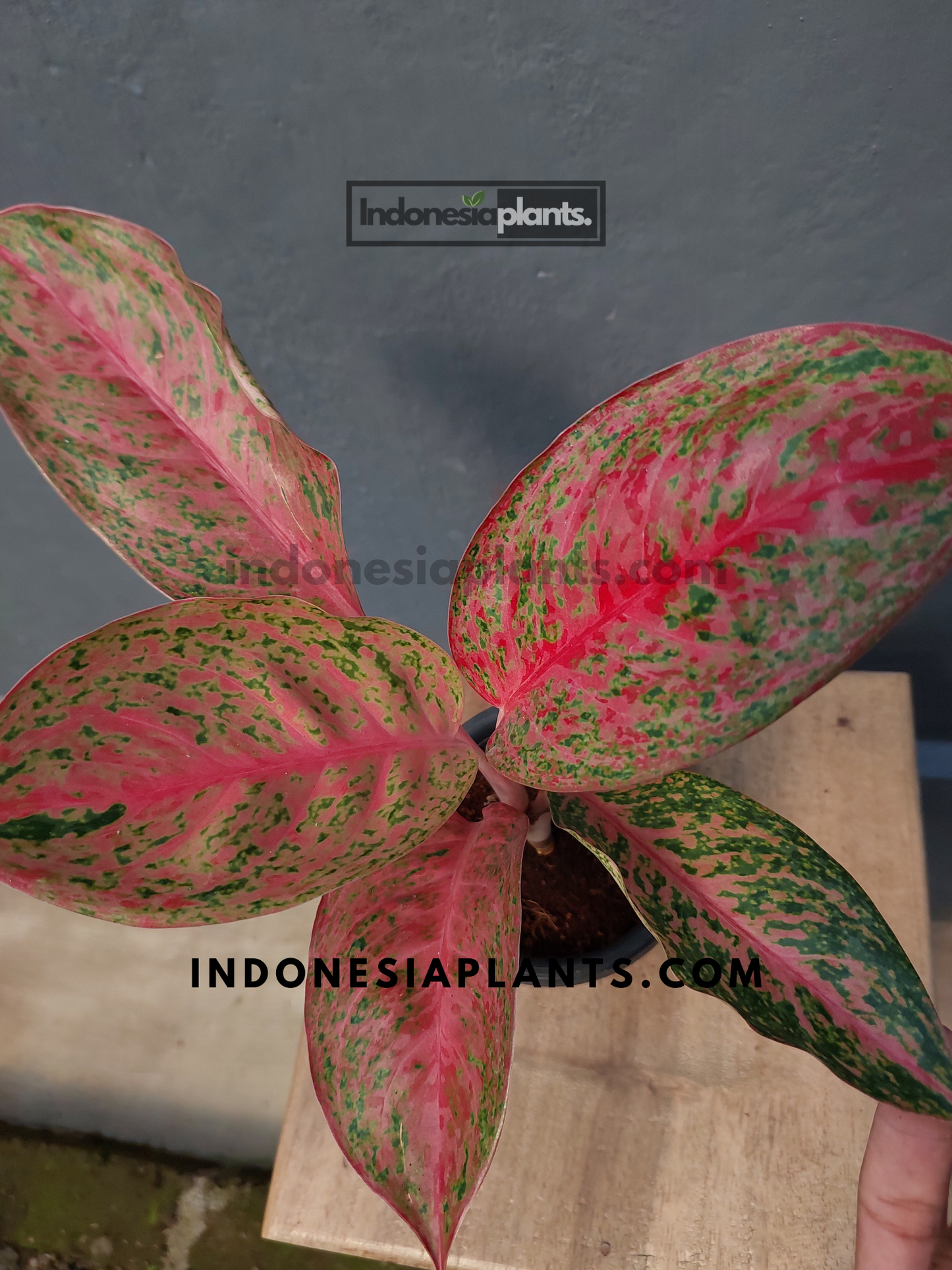 Aglaonema Sexylia