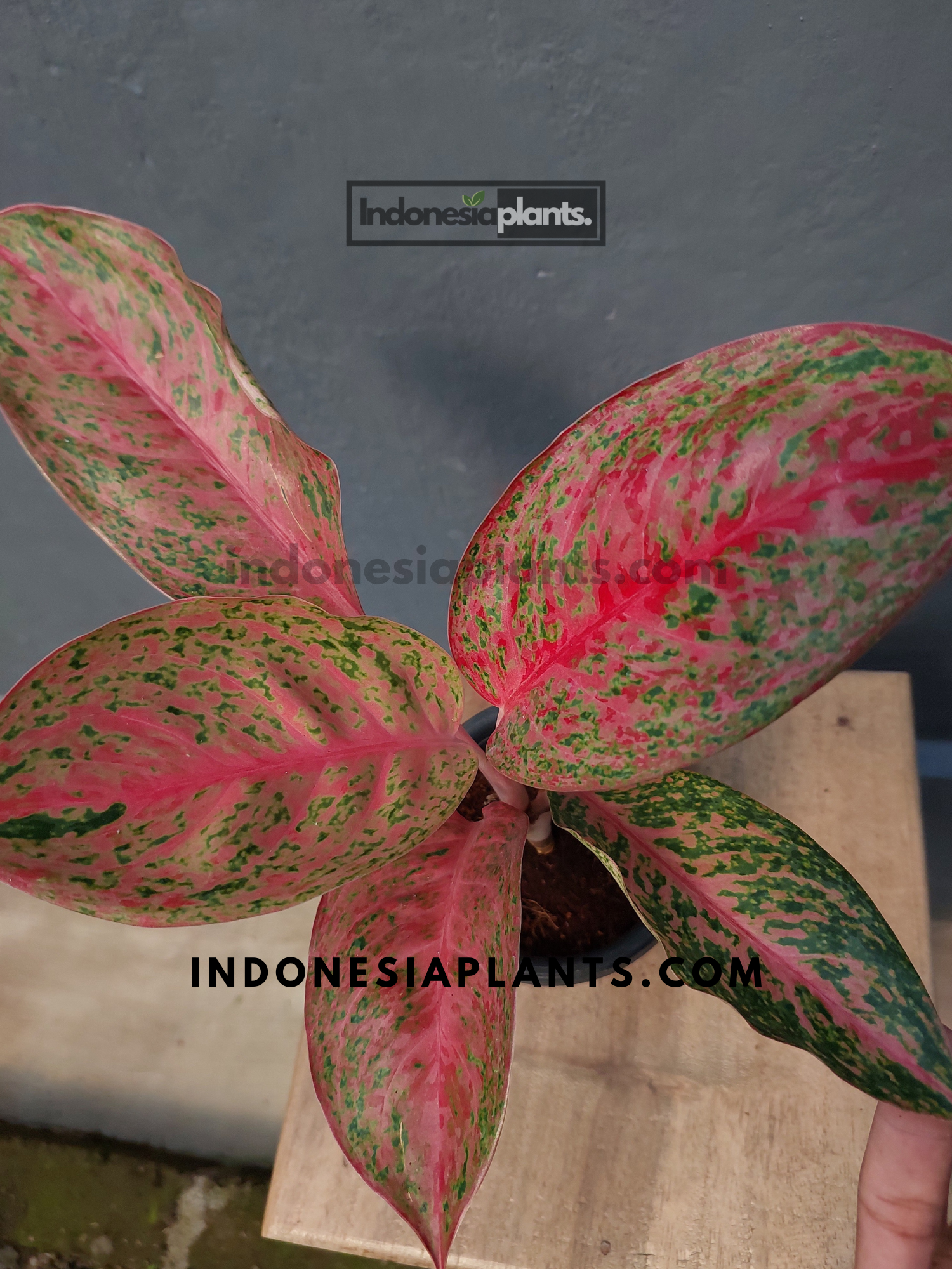 Aglaonema Sexylia