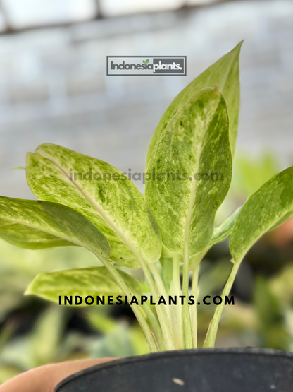 Aglaonema Sundrop