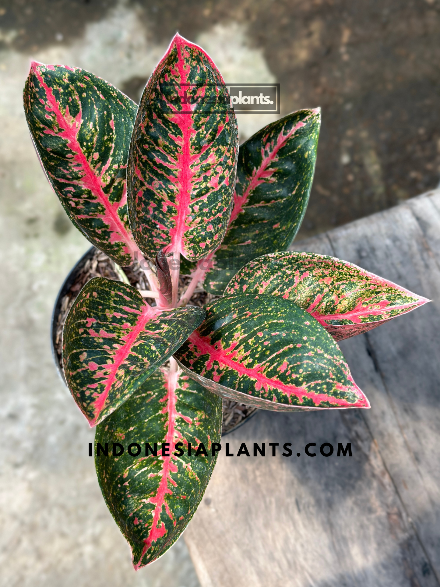 aglaonema adelia, live aglaonema adelia, live aglaonema adelia plants, rare aglaonema adelia, rare aglaonema adelia live plants, tropical aglaonema adelia live plants, wholesale aglaonema adelia, outdoor plant, indoor plants, winter plants, summer plants, spring plants, houseplants, rare aglaonema adelia live plants, live aglaonema adelia rare plants