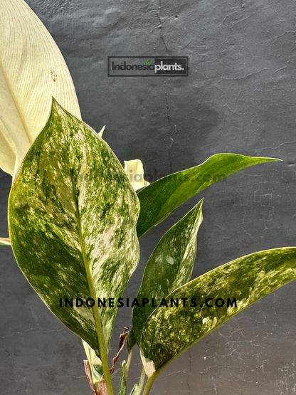 Aglaonema Siam Jade Variegated large size