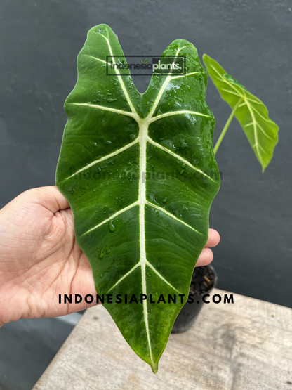 Alocasia Frydek