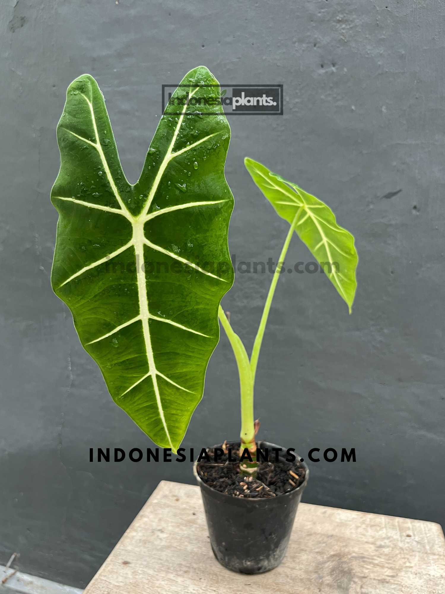 Alocasia Frydek