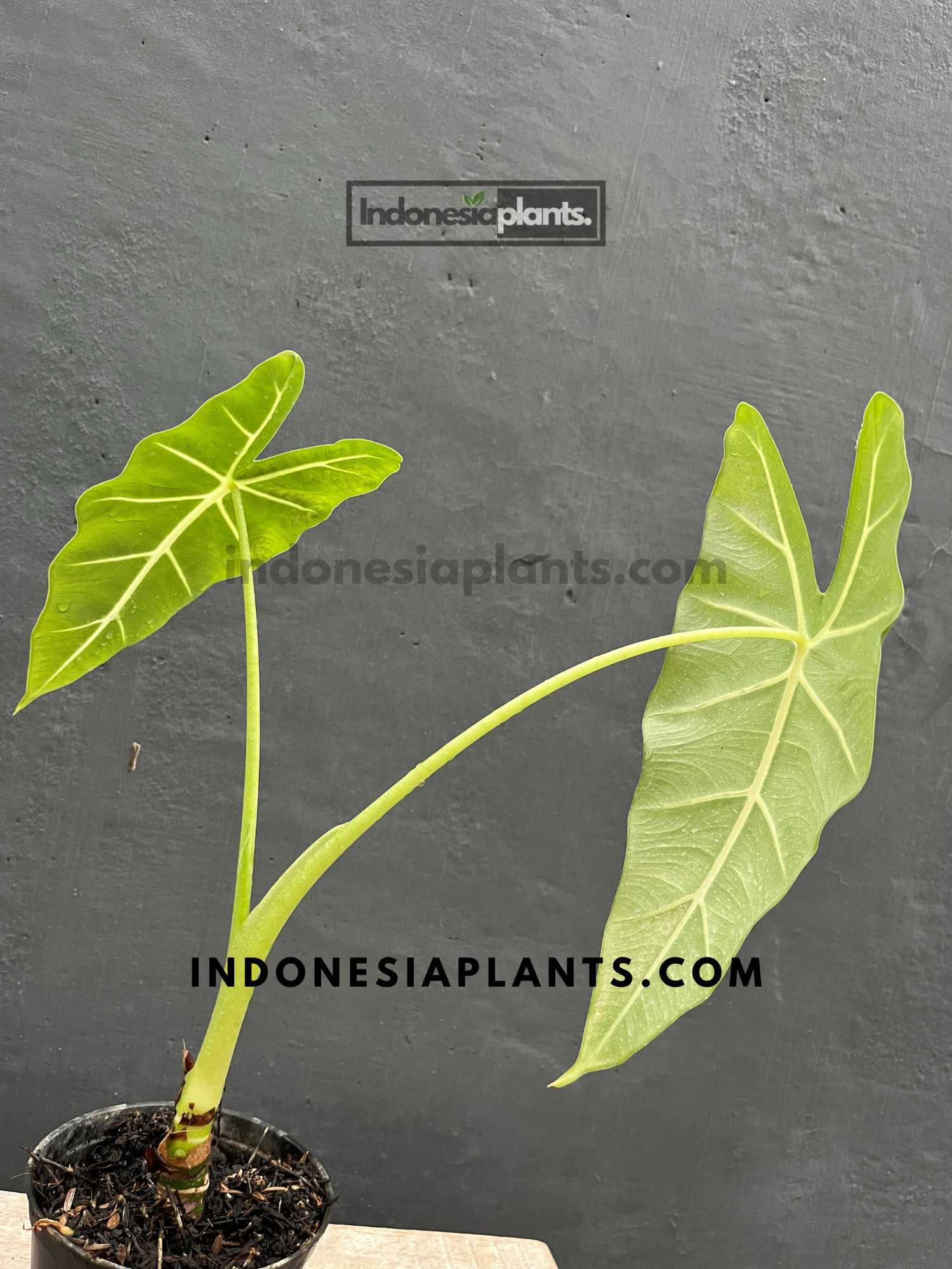 Alocasia Frydek