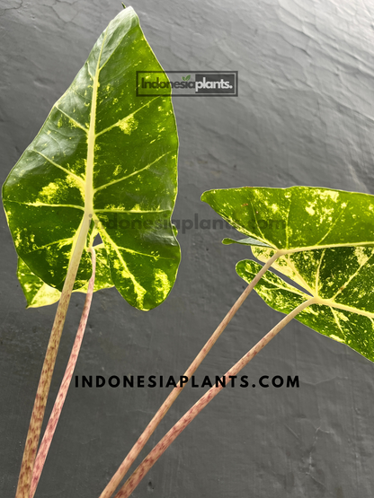 Alocasia New Guinea Gold