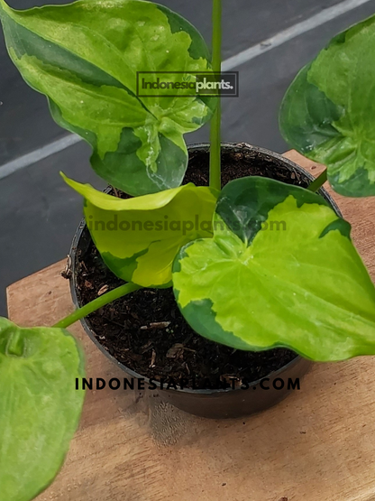 Alocasia Cucullata Variegated