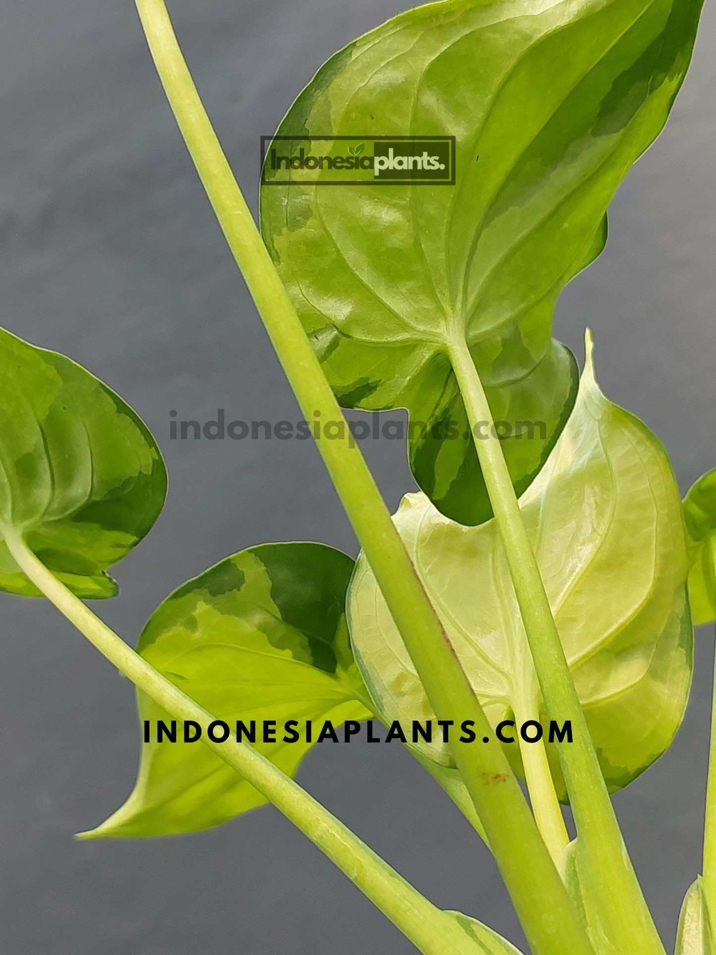 Alocasia Cucullata Variegated