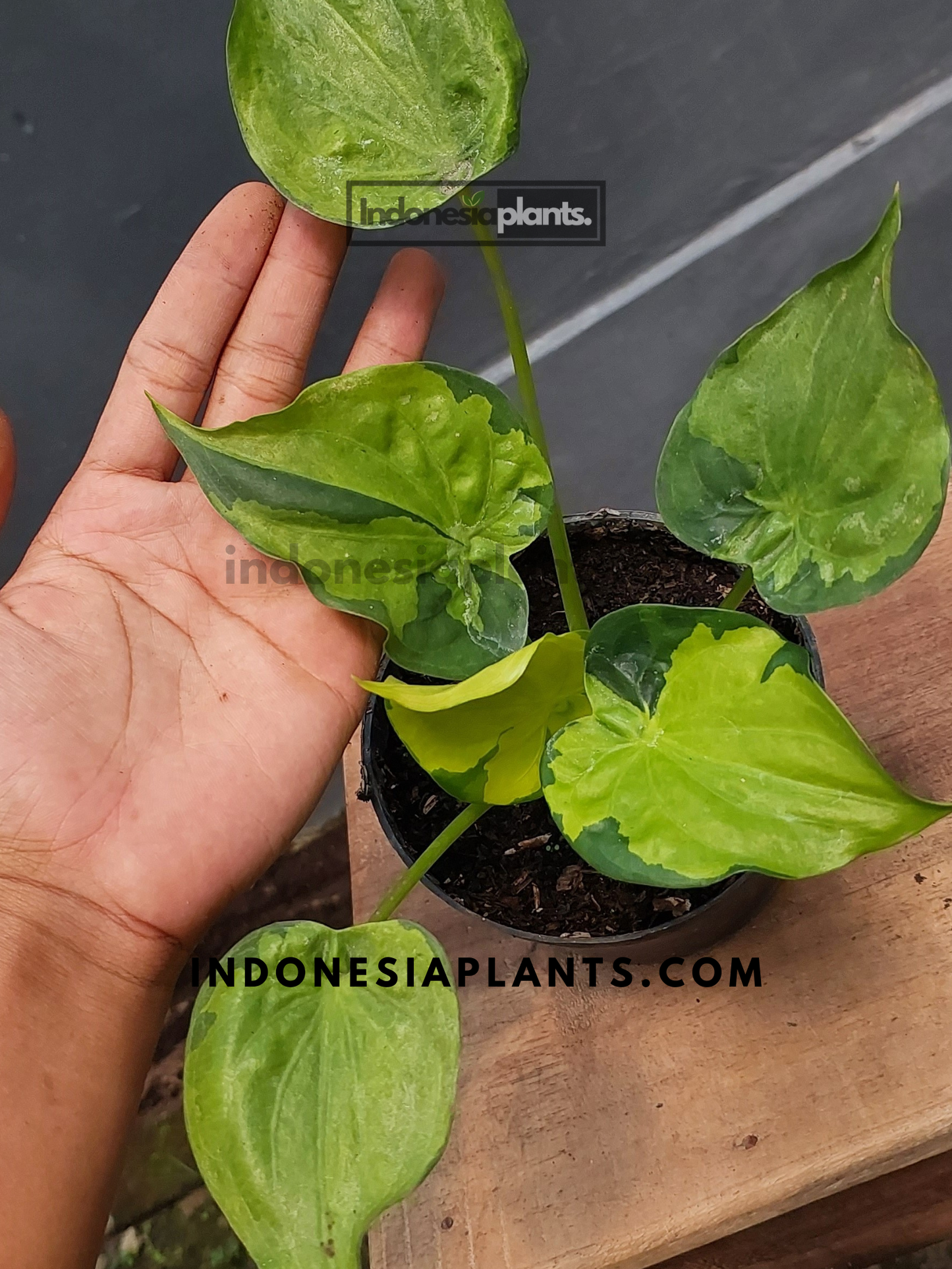 Alocasia Cucullata Variegated