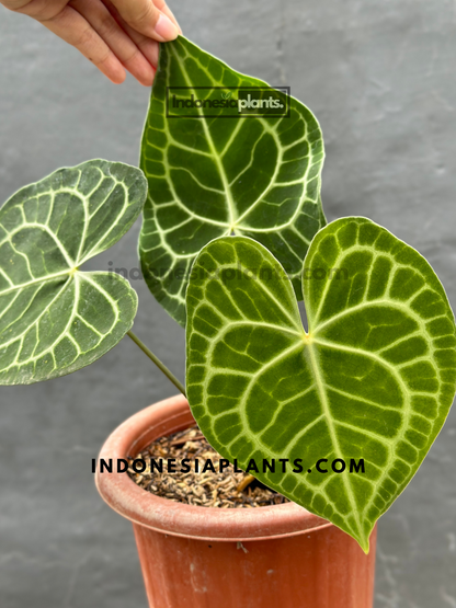 Anthurium Clarinervium large size