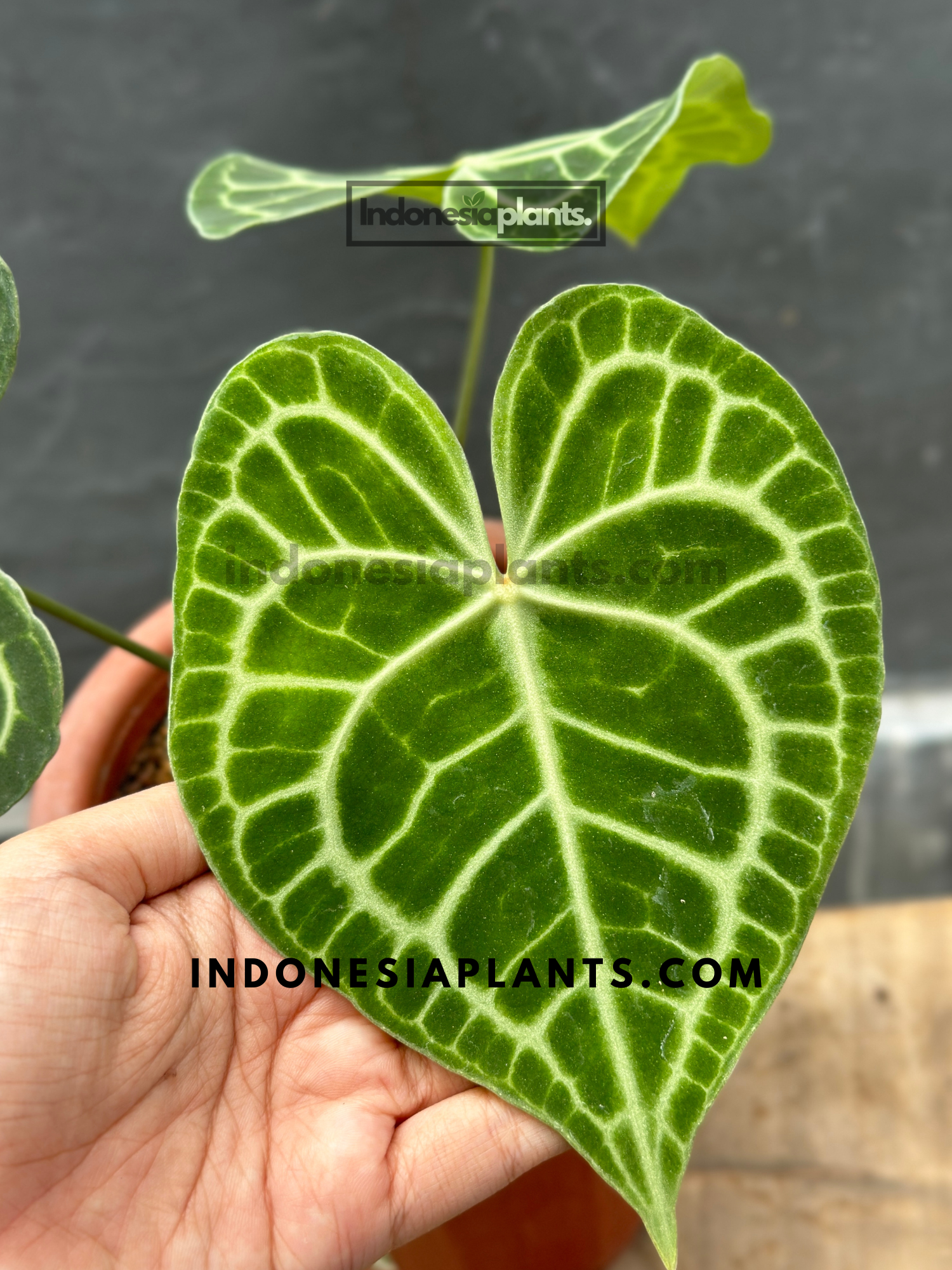 Anthurium Clarinervium large size