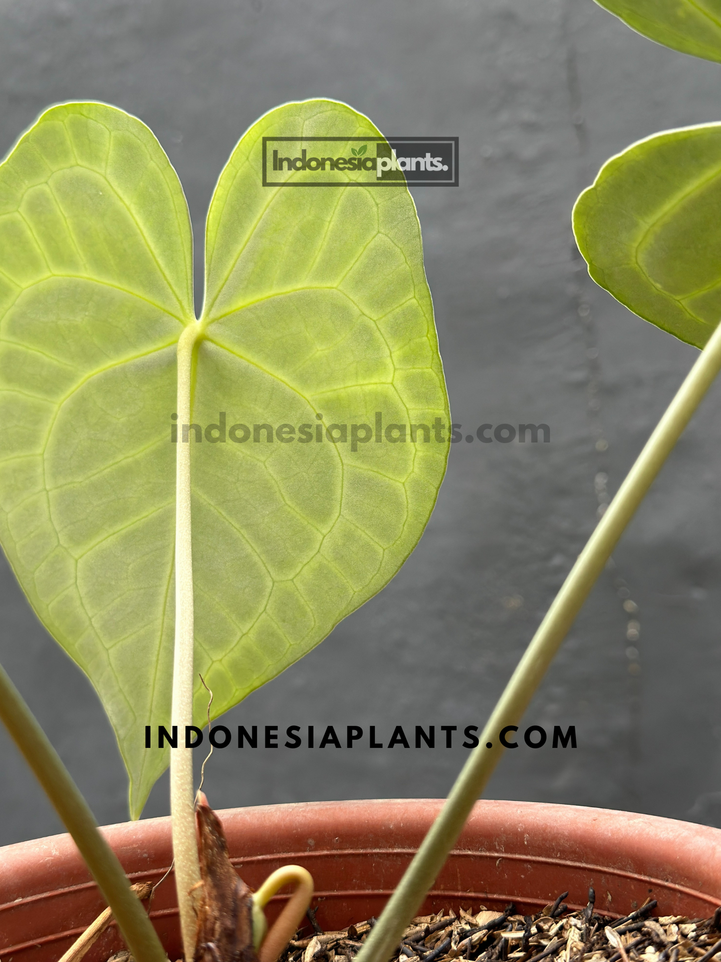 Anthurium Clarinervium large size