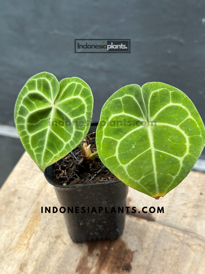 Anthurium Clarinervium Pagoda small size