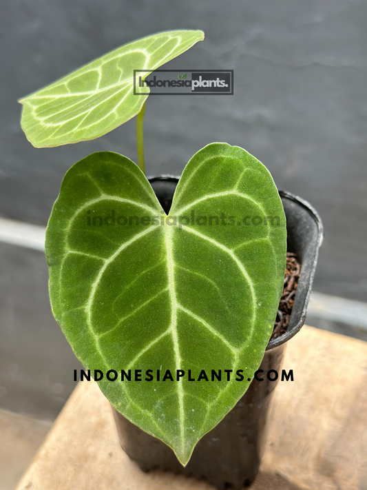 Anthurium Clarinervium Small Size