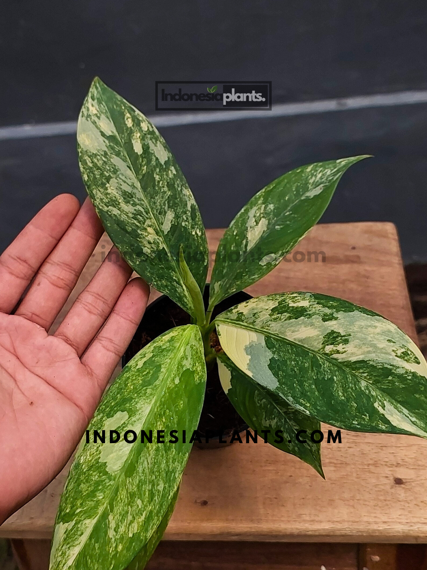 Dieffenbachia Big Ben Variegated