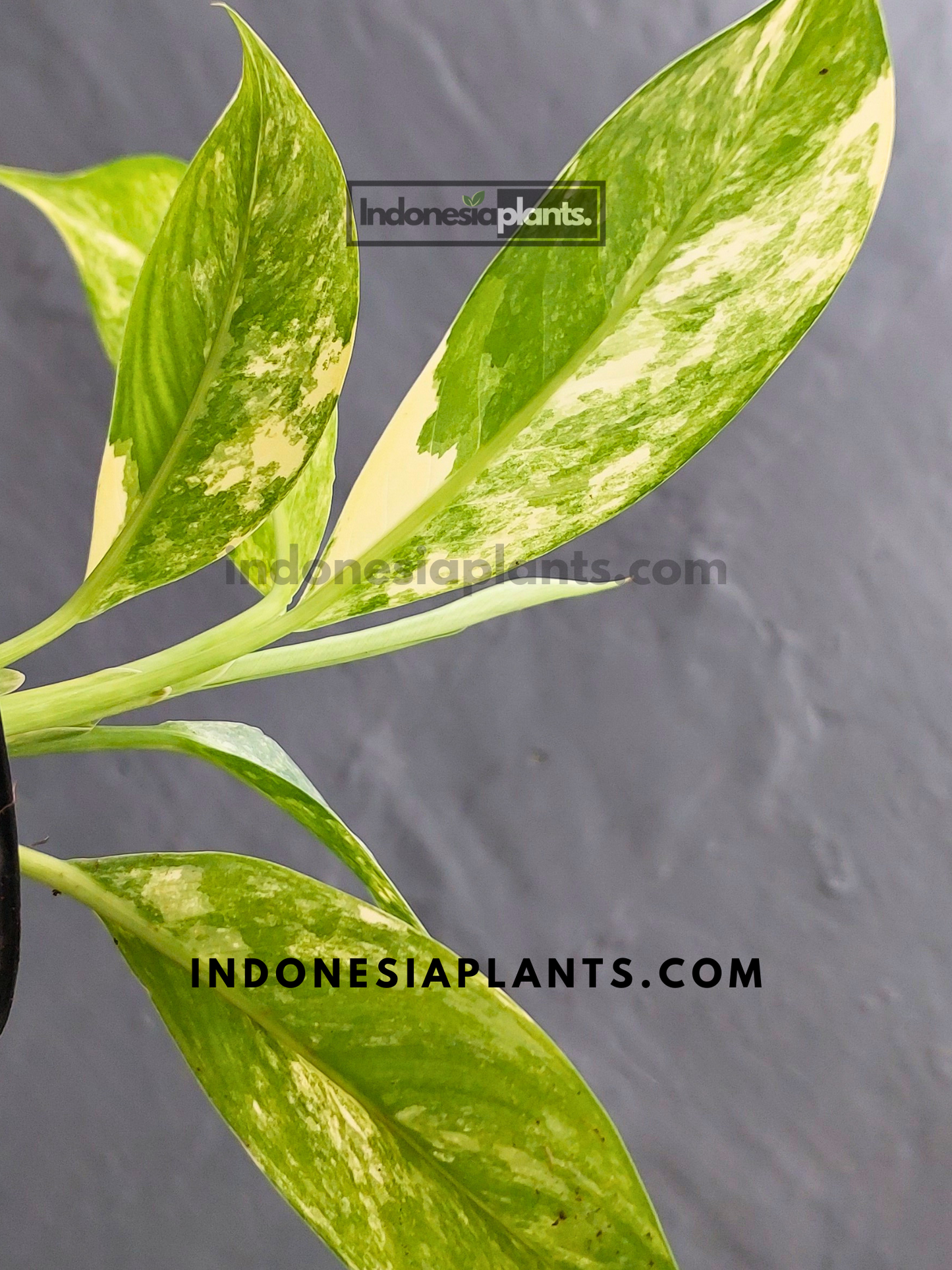 Dieffenbachia Big Ben Variegated