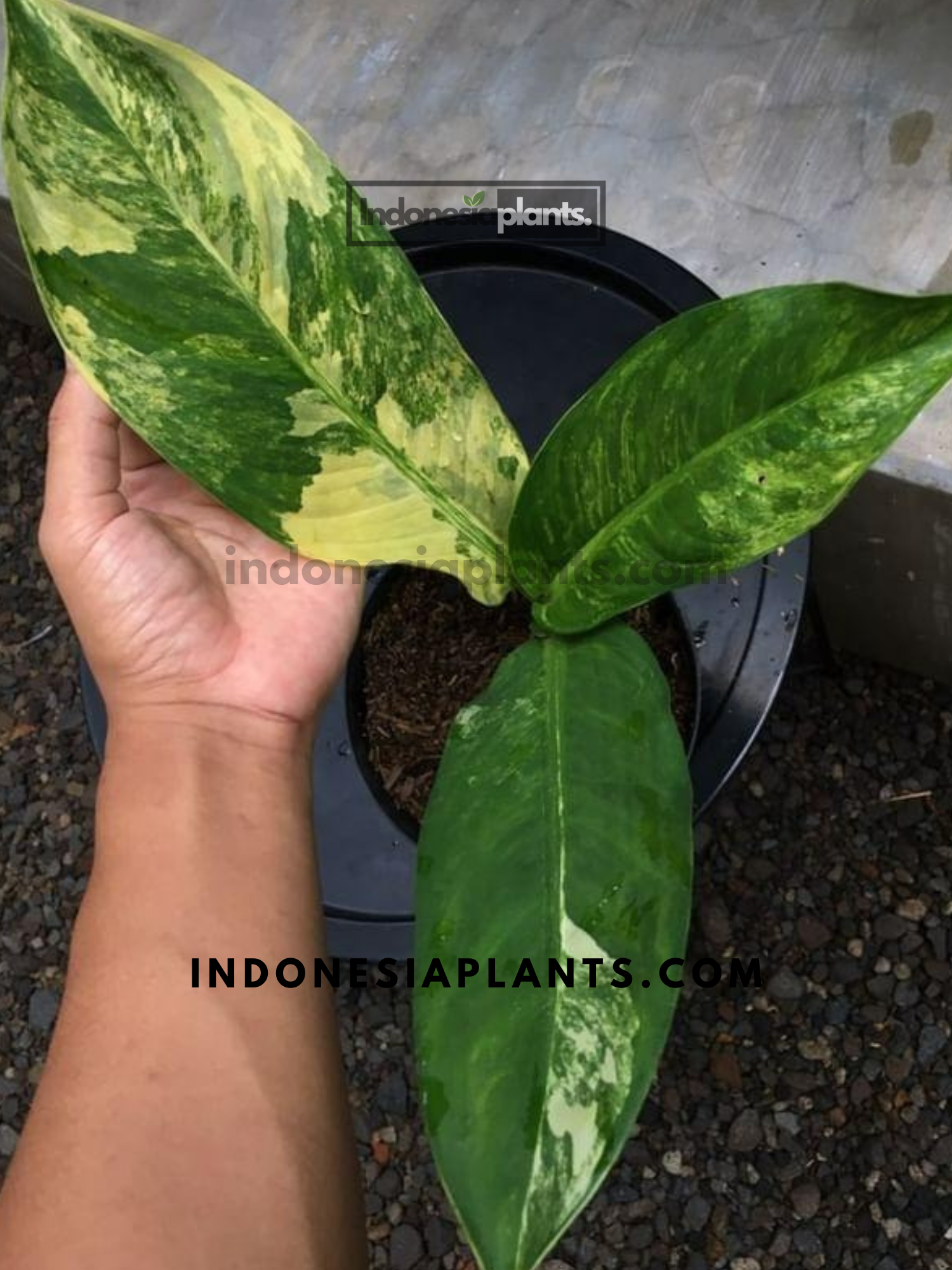 Dieffenbachia Big Ben Variegated